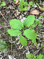 Maianthemum japonicum, photograph (c) Tatyana Petrenko, some rights reserved (CC BY)