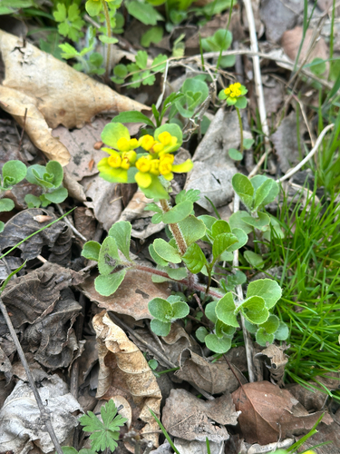Chrysosplenium pilosum, photograph 2