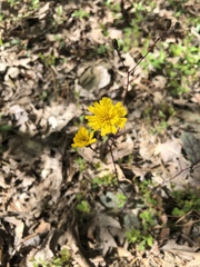 Hieracium venosum