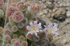 Drosanthemum luederitzii