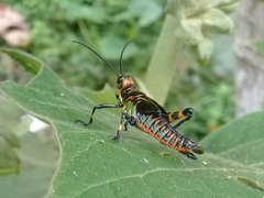 Chromacris psittacus