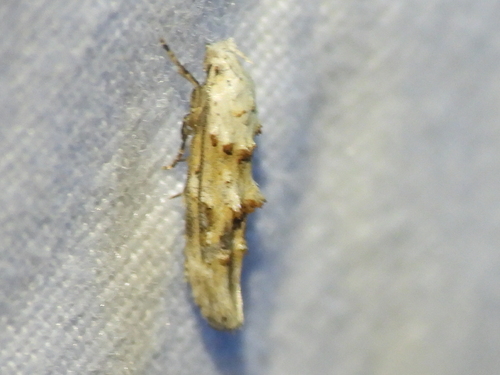 White-based Mompha photo 2