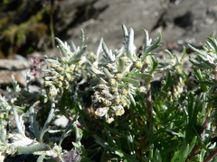Artemisia genipi