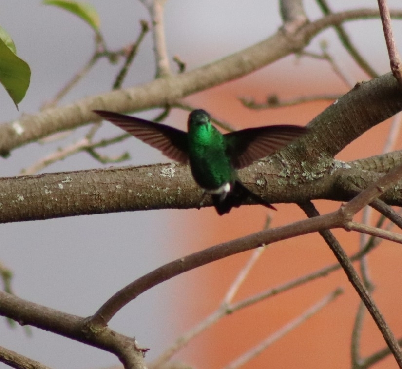 Steely-vented Hummingbird (Saucerottia saucerottei), photo 8