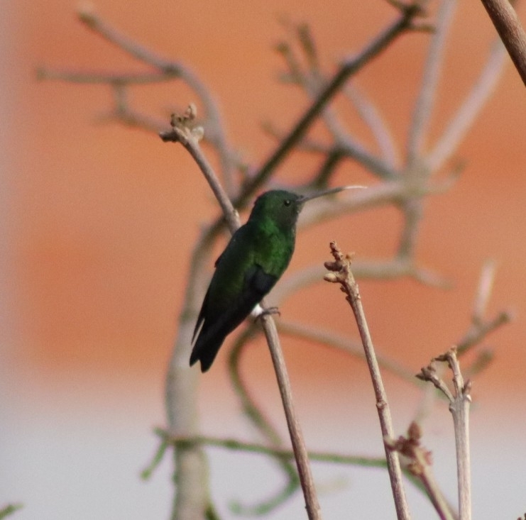 Steely-vented Hummingbird (Saucerottia saucerottei), photo 9