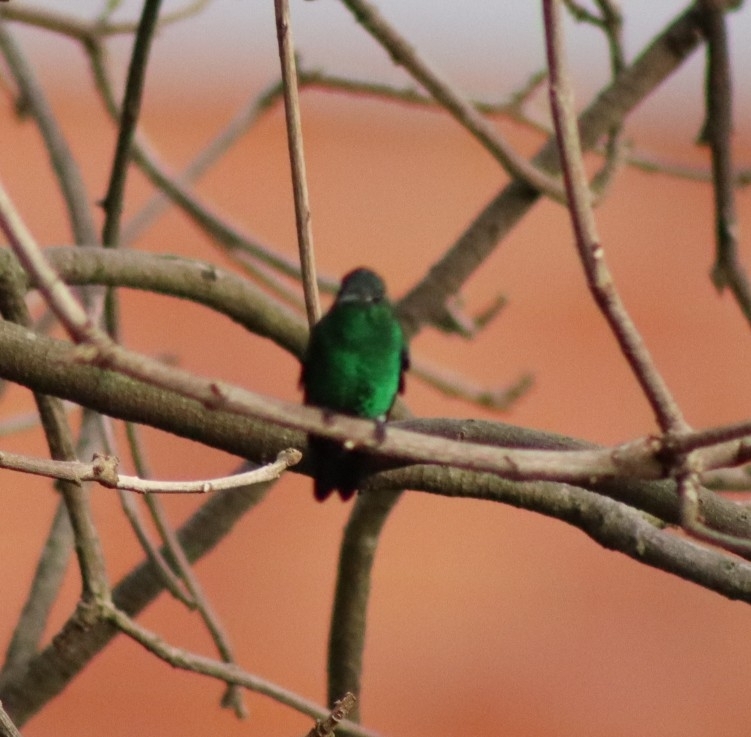 Steely-vented Hummingbird (Saucerottia saucerottei), photo 10