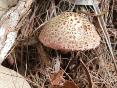 Boletellus deceptivus