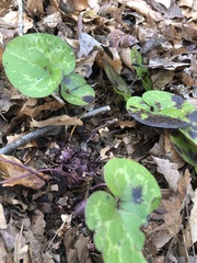 Hexastylis virginica