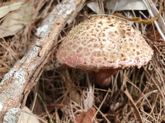 Boletellus deceptivus