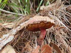Boletellus deceptivus