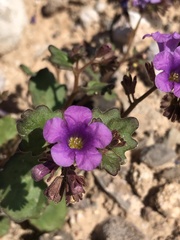 Phacelia pulchella