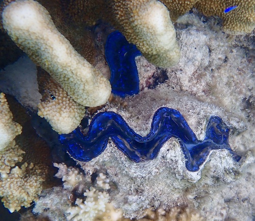 Tridacna maxima
