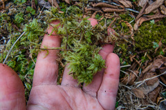 Sphagnum centrale
