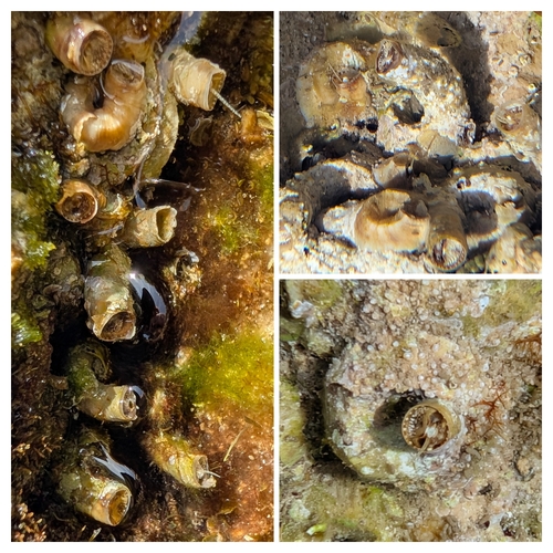 Vermetus triquetrus