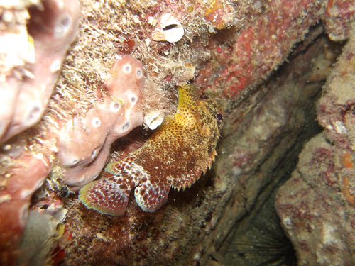 Reef scorpionfish (Scorpaenodes caribbaeus) — Scorpaenidae — 4