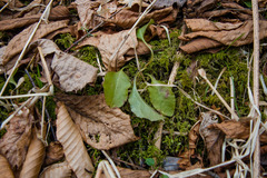 Pyrola elliptica