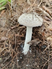 Amanita farinacea