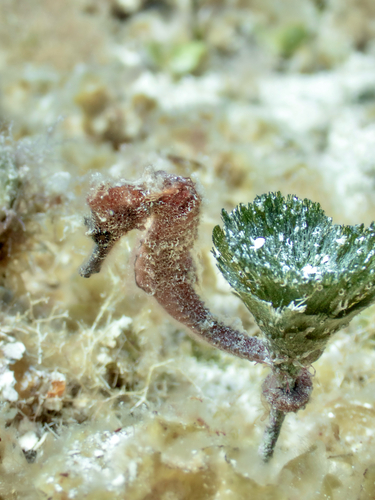 Hippocampus reidi