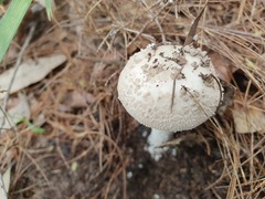 Amanita farinacea