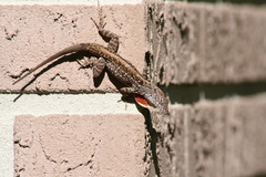 Anolis sagrei