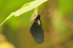 Altinote ozomene nox