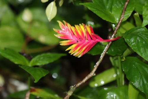 Vriesea carinata, photograph 6