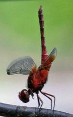 Erythrodiplax castanea