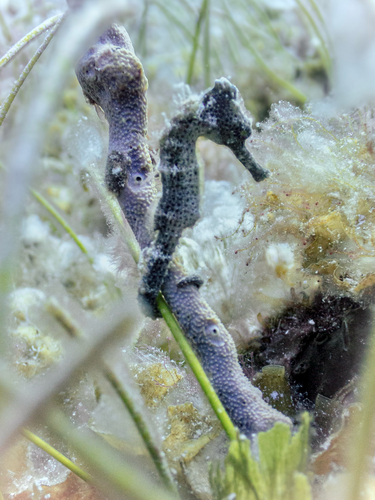 Hippocampus reidi