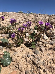 Phacelia pulchella