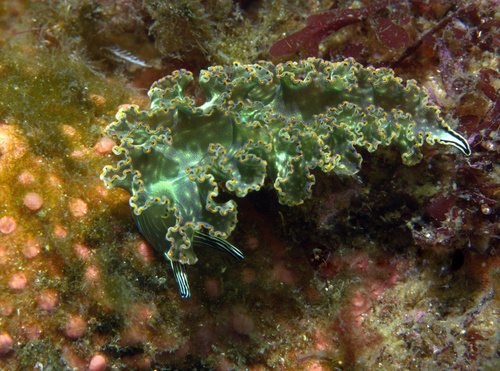 Diomedes' Sapsucker