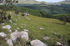 Alepidea
