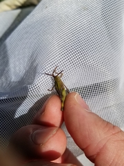 Chortophaga australior