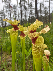 Sarracenia × moorei, photograph author not stated, no rights reserved