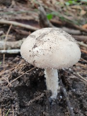 Amanita farinacea