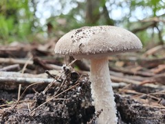 Amanita farinacea