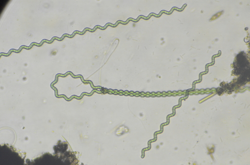 Arthrospira jenneri, 2026-05-09