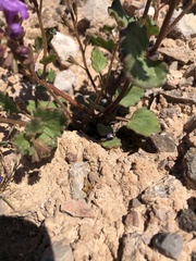 Phacelia pulchella