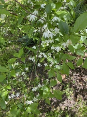 Styrax americanus