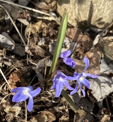 Scilla luciliae