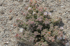 Drosanthemum luederitzii