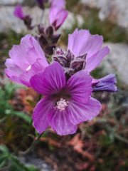 Sidalcea ranunculacea