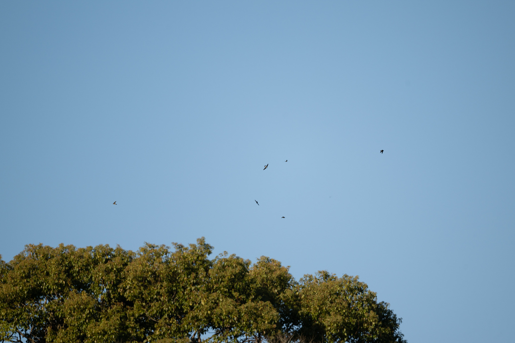 Asian House Martin (Delichon dasypus), photo 2