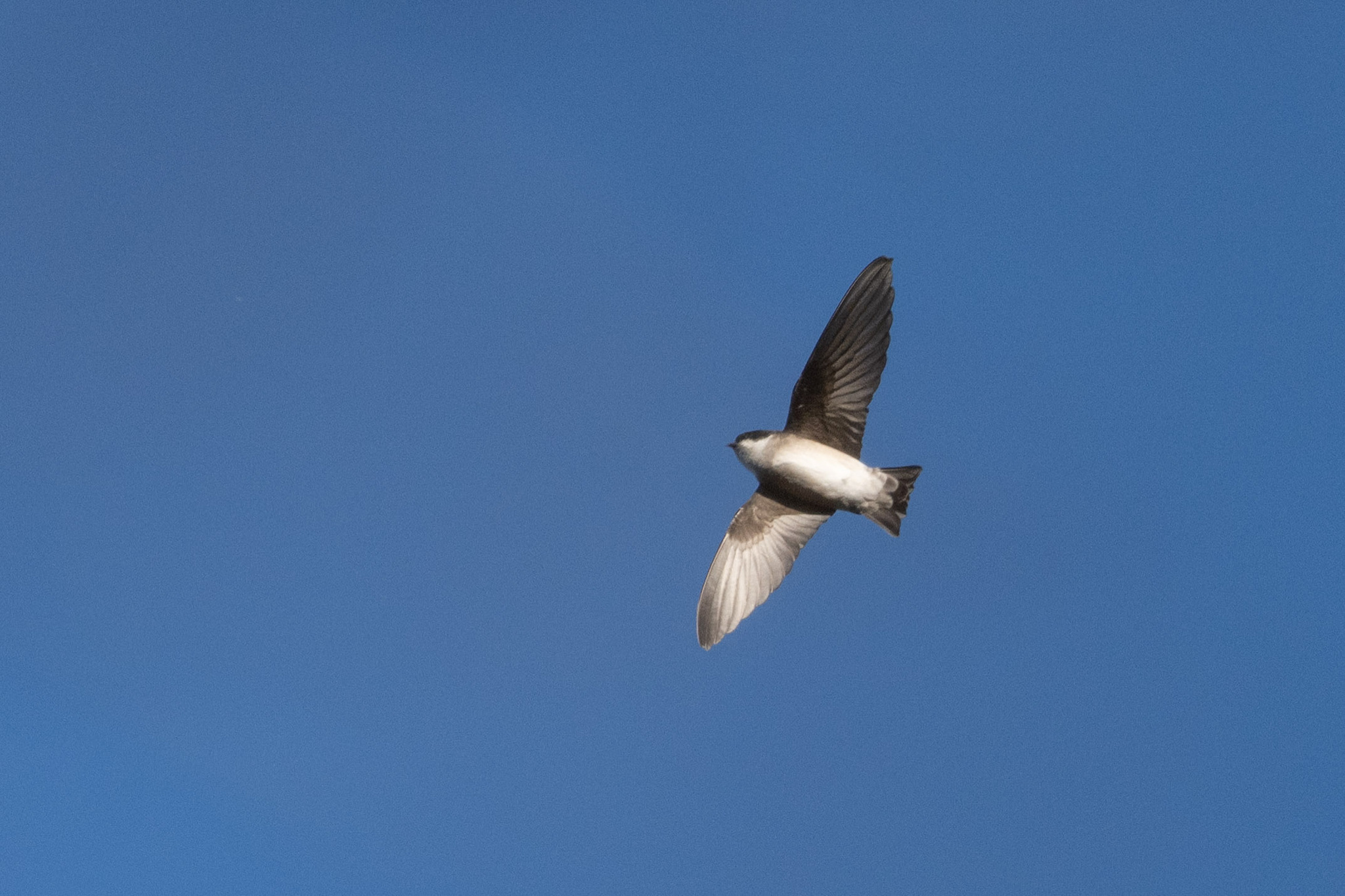 Asian House Martin (Delichon dasypus), photo 1