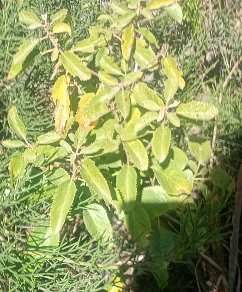 Acalypha communis Müll.Arg.