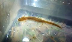 Ouachita Streambed Salamander photo 3