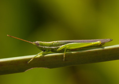 Stenacris vitreipennis