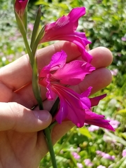 Gladiolus