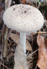 Amanita farinacea