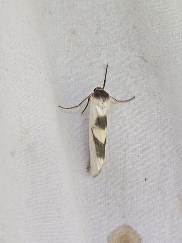 Agylla nitidalis