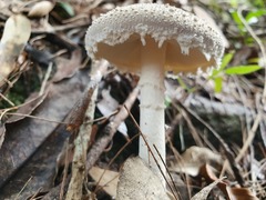 Amanita farinacea